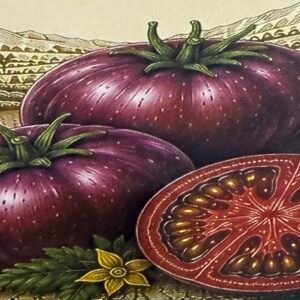 Purple russian