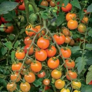 Orange grape cherry