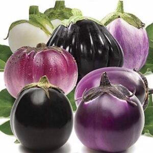 جريبني جورمان" (Mushroom Gourmet)