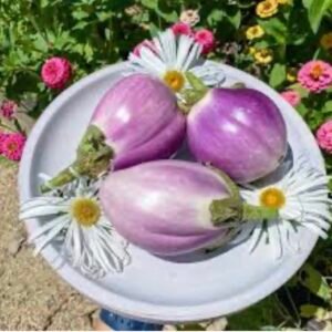 باذنجان "لافندر روما" (Lavanda Roma / Лавандовий Рим)