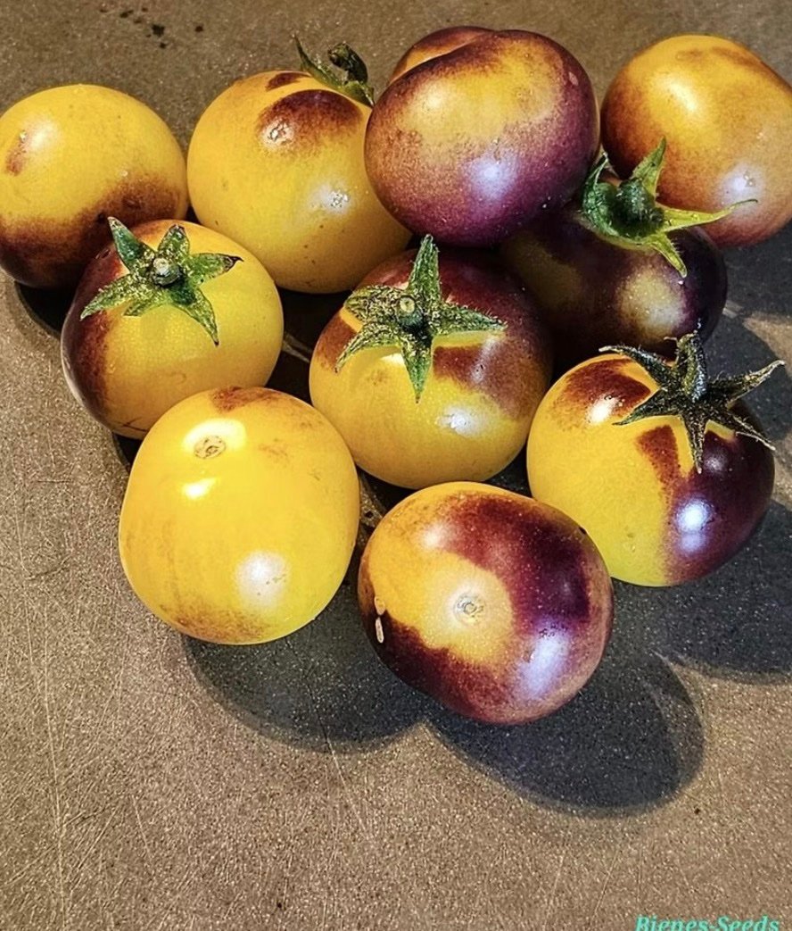 طماطم كرزية انثو البيضاء