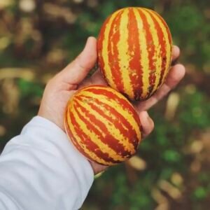 شمام هدية الجد هو تشي مينه