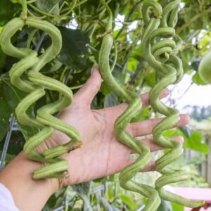 فاصولياء ياردلونج (العقيق الأسود)