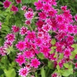 فلوكس دروموندي (Phlox drummondii cuspidata