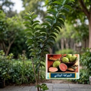 الجوافة البناتي